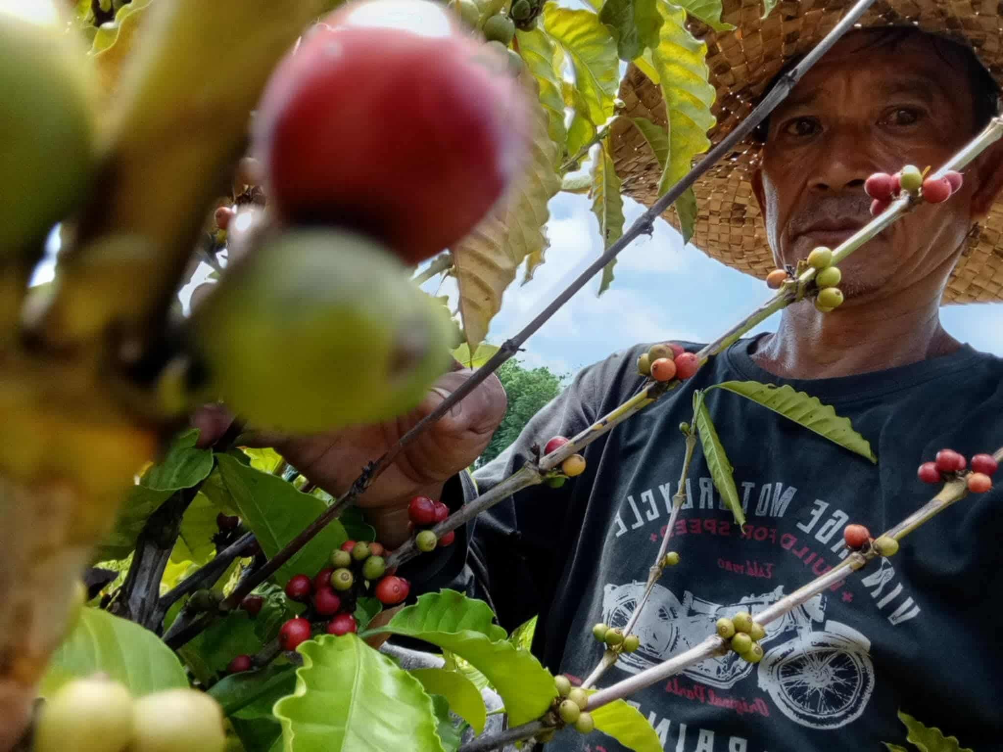 Coffee farmers in Iloilo, Philippines